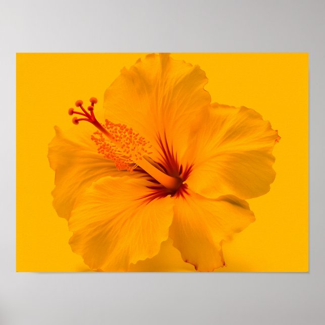 Affiche Fleur jaune (Devant)