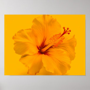 Affiche Fleur jaune