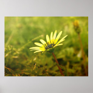 Affiche Fleur jaune