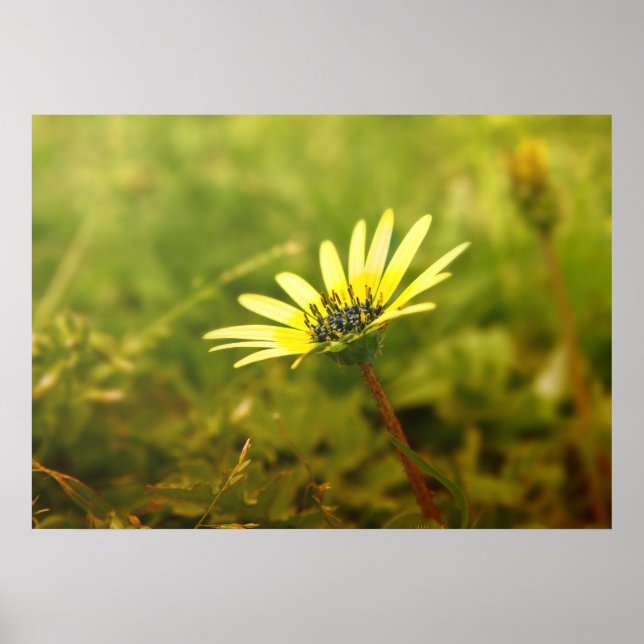 Affiche Fleur jaune (Devant)