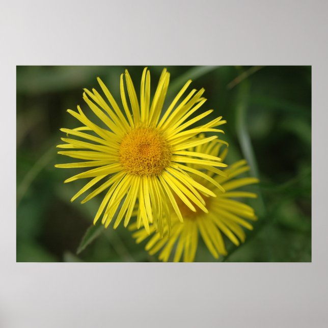 Affiche Fleur jaune (Devant)