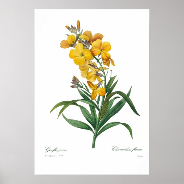 Affiche Fleur jaune (Devant)