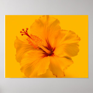 Affiche Fleur jaune