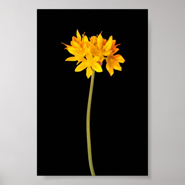 Affiche Fleur jaune (Devant)