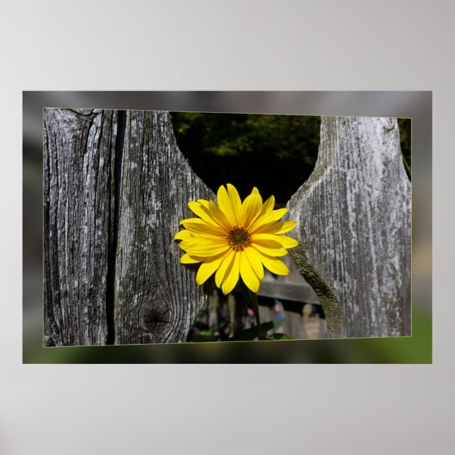 Affiche Fleur jaune accueillante (Devant)