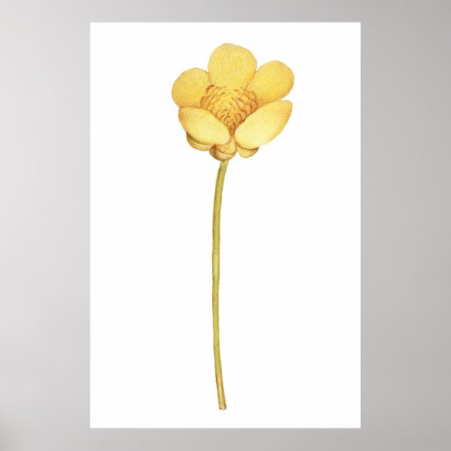 Affiche Fleur jaune beurre fleurie (Devant)