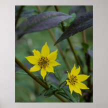 Fleur jaune d'automne