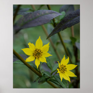 Affiche Fleur jaune d'automne