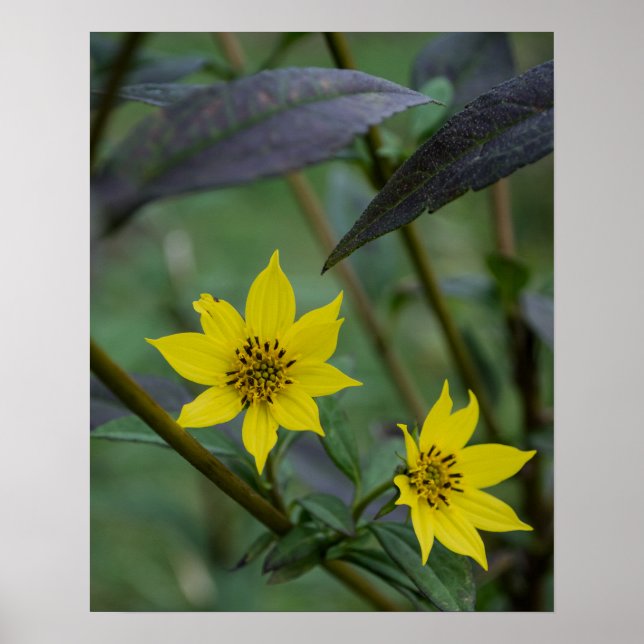 Affiche Fleur jaune d'automne (Devant)