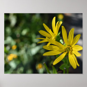 Affiche Fleur Jaune Fleur Florale Nature Photographie