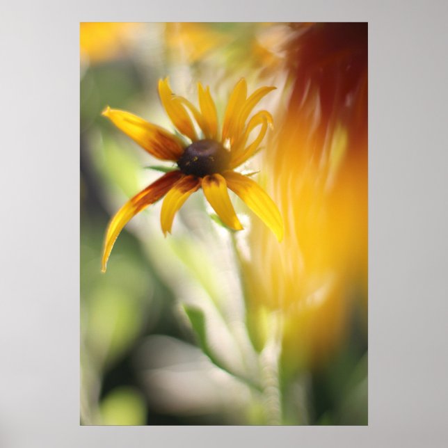 Affiche Fleur Jaune Rudbeckia (Devant)