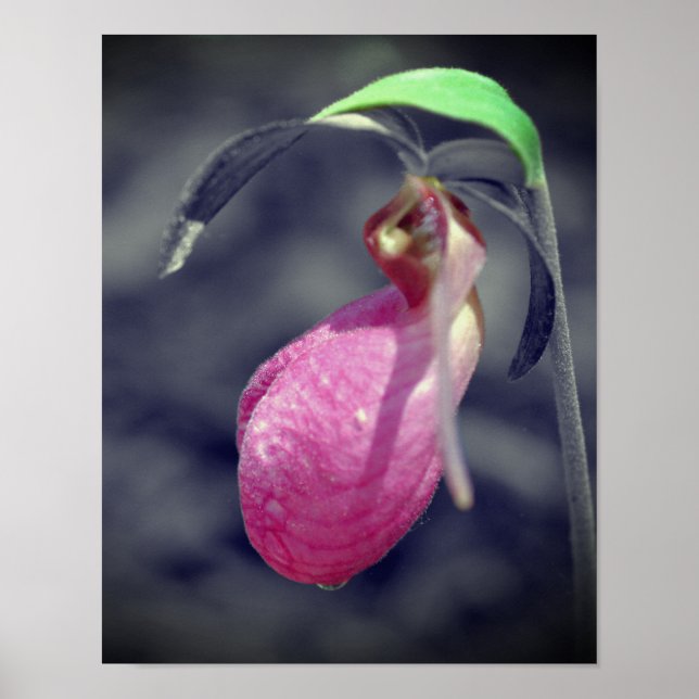 Affiche Fleur Lady Slipper Noir Et Blanc Couleur Partielle (Devant)