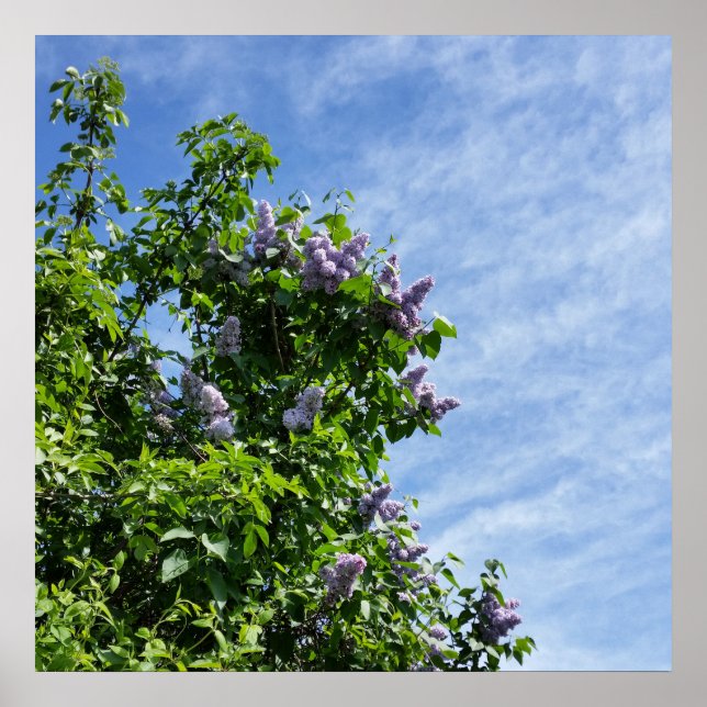Affiche fleur lilas (Devant)