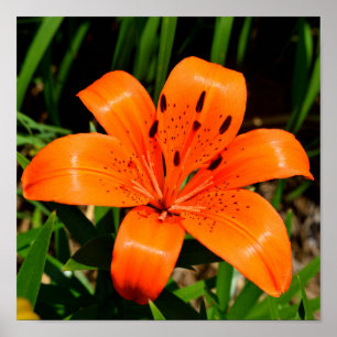 Affiche Fleur Lily asiatique orange vibre