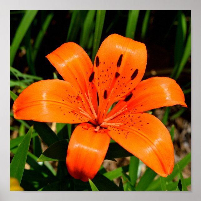 Affiche Fleur Lily asiatique orange vibre (Devant)
