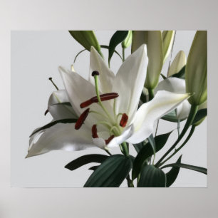 Affiche Fleur Lily Orientale Blanche