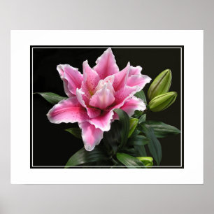 Affiche Fleur Lily-Poster