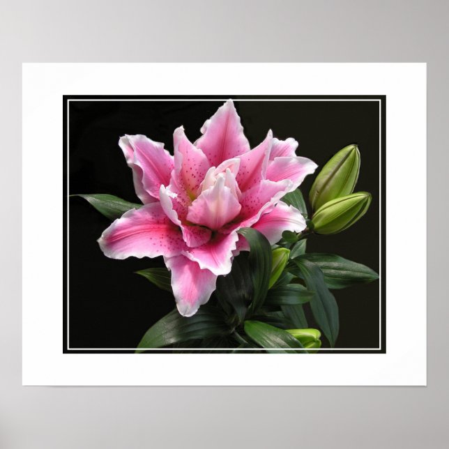 Affiche Fleur Lily-Poster (Devant)