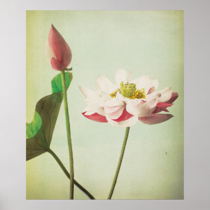 Affiche Fleur Lotus
