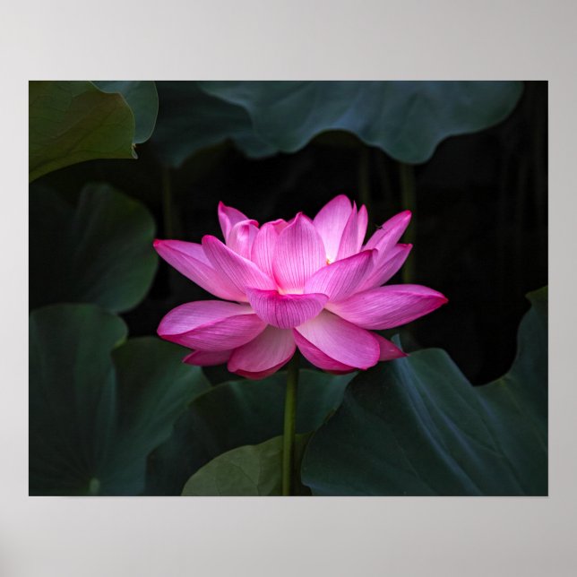 Affiche Fleur Lotus (Devant)