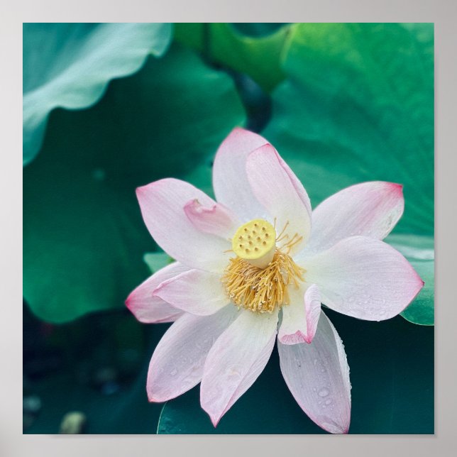 Affiche Fleur Lotus (Devant)