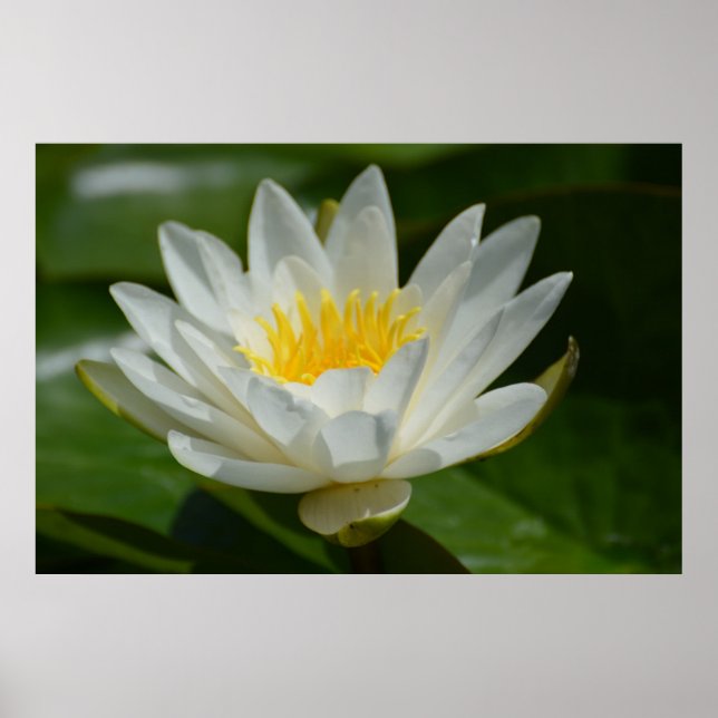 Affiche Fleur Lotus blanche (Devant)