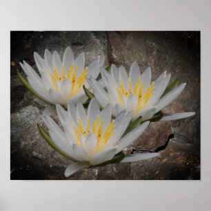 Affiche Fleur Lotus Lily D'Eau Sur Pierre