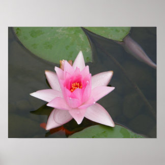 Affiche Fleur Lotus/Nénuphar