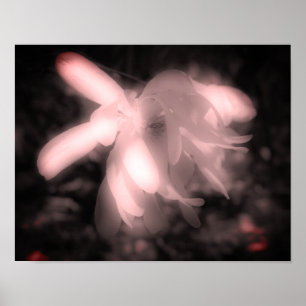 Affiche Fleur Magnolia Noir Et Blanc Haut Contraste