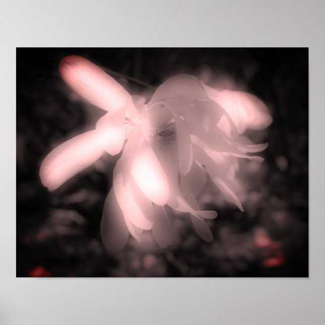 Affiche Fleur Magnolia Noir Et Blanc Haut Contraste (Devant)