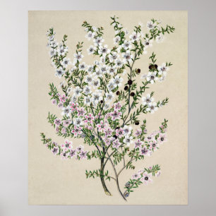 Affiche Fleur Manuka de Nouvelle-Zélande (Leptospermum Sc