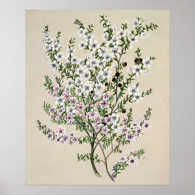 Affiche Fleur Manuka de Nouvelle-Zélande (Leptospermum Sco (Devant)