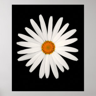 Affiche Fleur marguerite