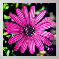 Fleur marguerite africaine violet simple