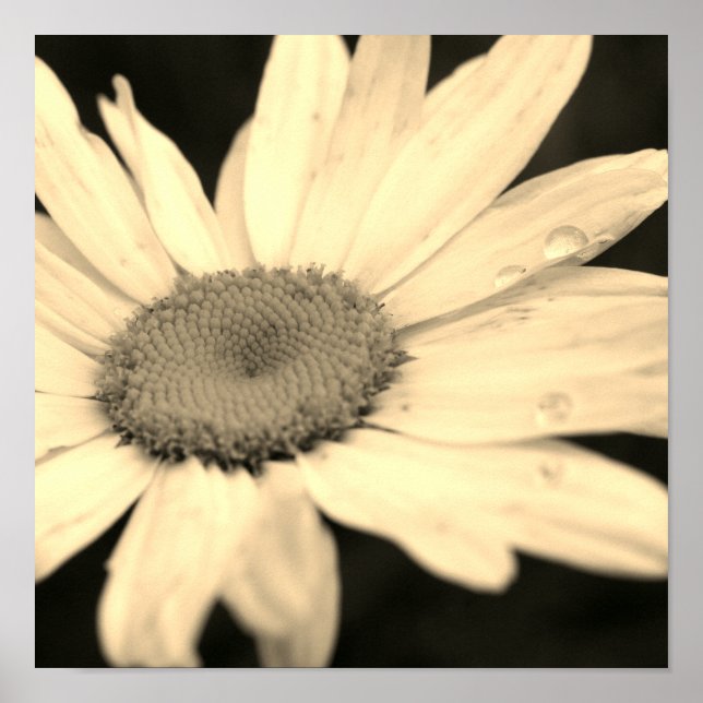 Affiche Fleur marguerite avec Raindrops Sepia (Devant)