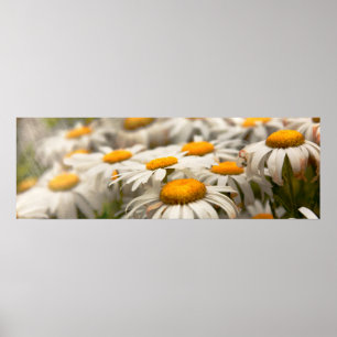 Affiche Fleur - Marguerite - Pas tout à fait fraîche comme
