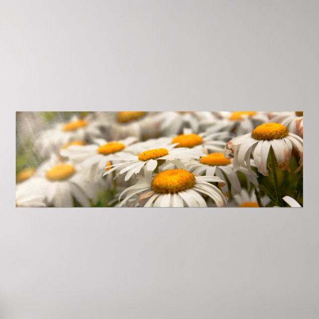 Affiche Fleur - Marguerite - Pas tout à fait fraîche comme (Devant)