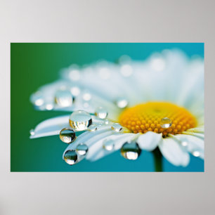 Affiche Fleur marguerite Pétale Nature serein Calme