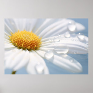 Affiche Fleur marguerite Pétale Nature serein Calme