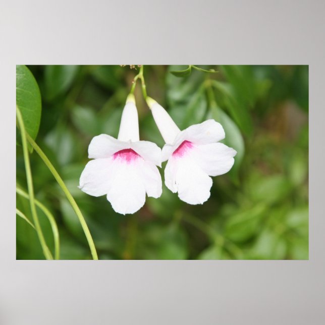 Affiche Fleur mariage Bell (Devant)