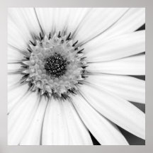 Fleur monochrome de marguerite africaine