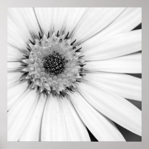 Affiche Fleur monochrome de marguerite africaine