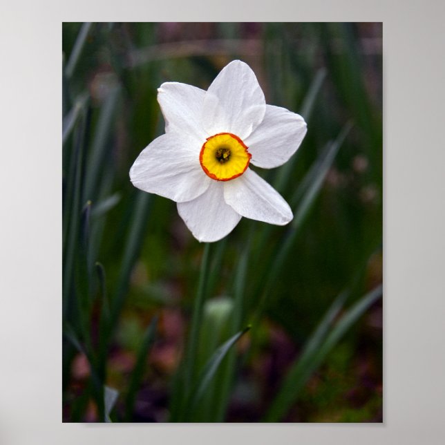 Affiche Fleur Narcissus (Devant)