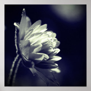 Affiche Fleur Noir Et Blanc Au Soleil