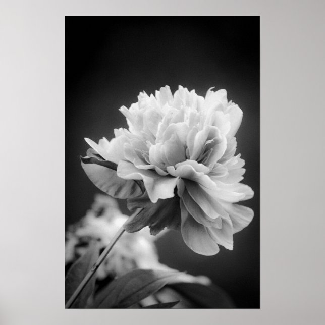 Affiche Fleur noire et blanche (Devant)