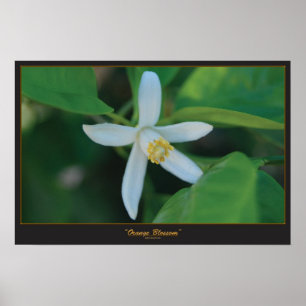 Affiche Fleur orange