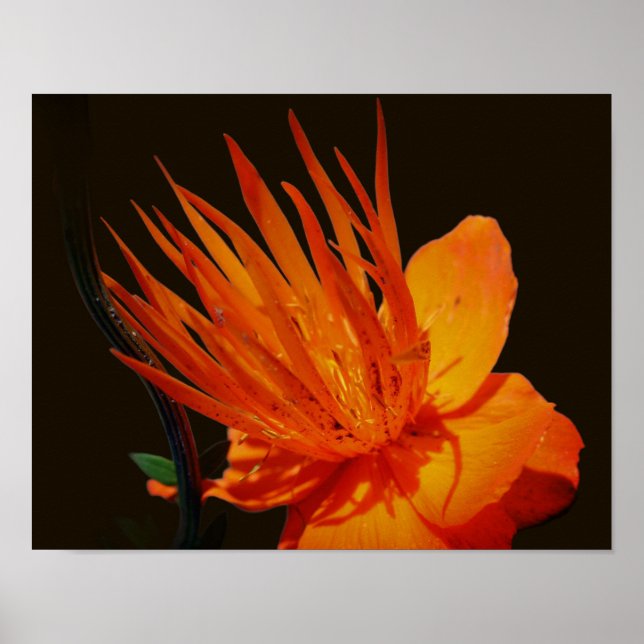 Affiche Fleur Orange Au Soleil Floral (Devant)