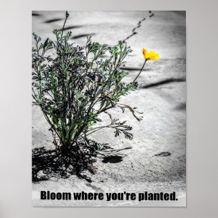 Affiche Fleur où vous êtes planté