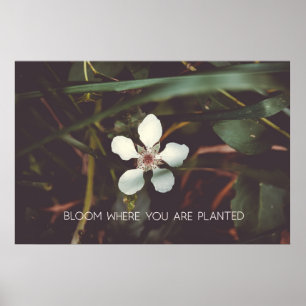 Affiche Fleur Où vous êtes planté