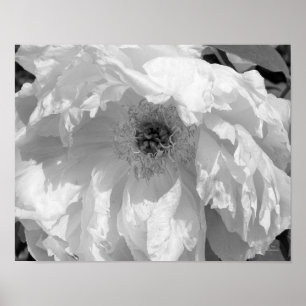 Affiche Fleur Peine En Noir Et Blanc